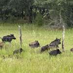 image for [OC] Random picture of hogs I took whilst driving through rural Texas