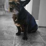 image for 13 years with this little pup. Shes not gone yet but its her last days unfortunately.