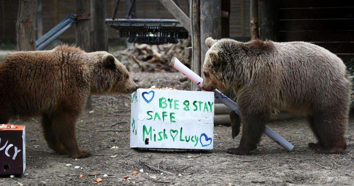 image for 2 bears escape wildlife park enclosure, devour a 7-day supply of honey, then fall asleep