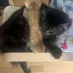 image for Thought our Maine coon would hate the new kitten.