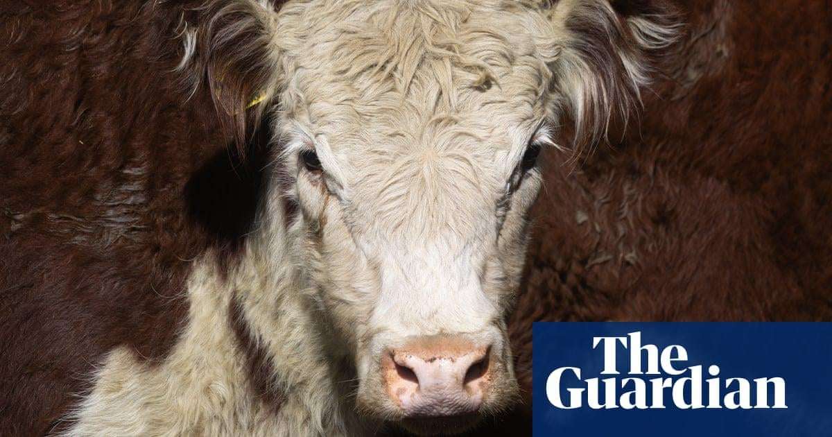 image for Australian man charged with cattle theft after $100,000 load of bull semen found