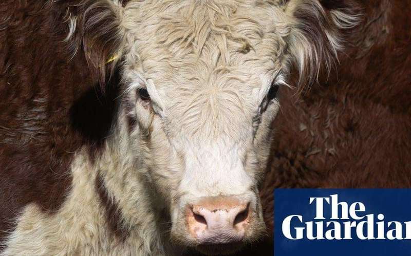 image for Australian man charged with cattle theft after $100,000 load of bull semen found