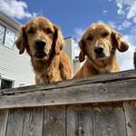 image for My neighbour built a platform so his dogs (Pedro and Daisy) can say hi