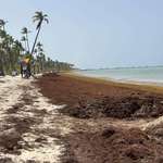 image for The only all-inclusive I wasn’t expecting: 2 feet of seaweed, all day, every day.