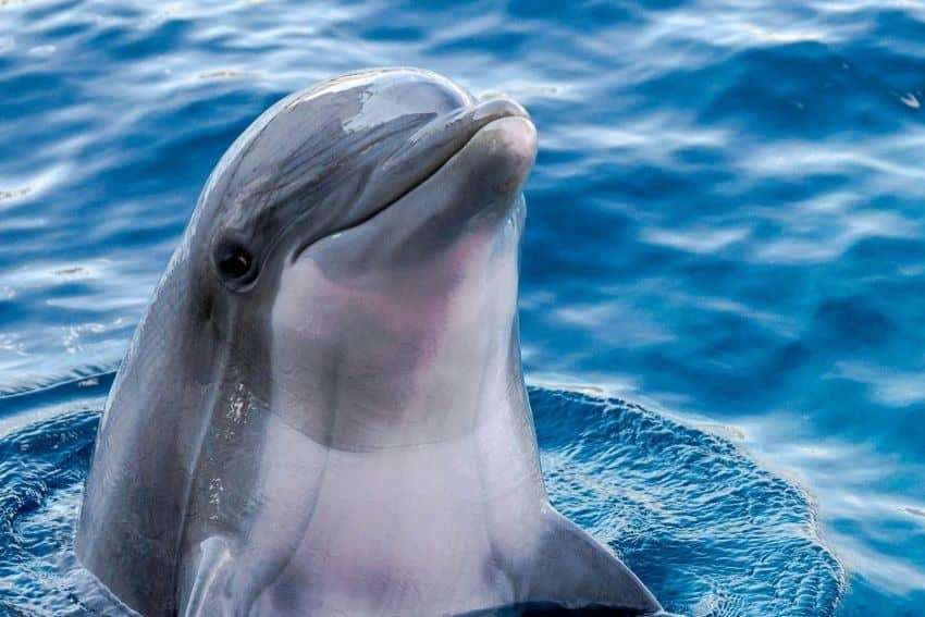 image for Mexican Senate unanimously approves ban on dolphin shows