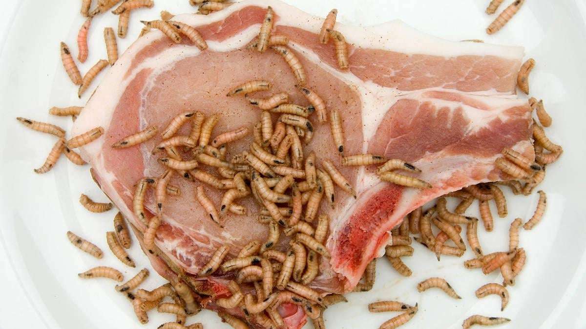 image for US to dump billions of flies over Mexico in $30m fight against flesh-eating maggots