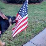 image for [OC] puppy not feeling the patriotism