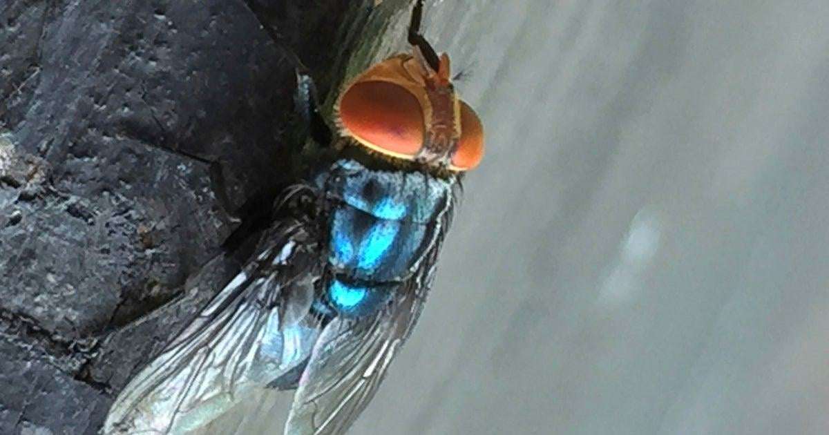 image for Billions of flies to be dumped out of planes in an effort to fight flesh-eating maggot known as "man-eater"