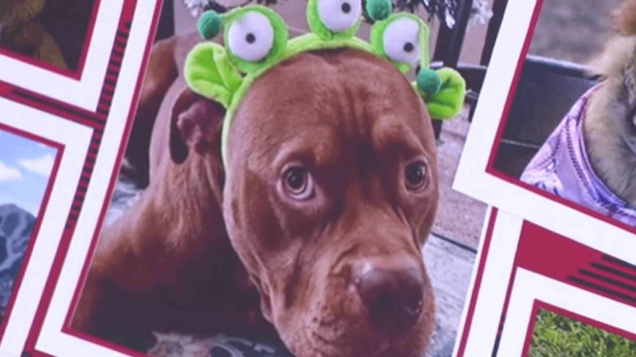 image for Heartbroken dog owners speak out after 11 dogs die in trainer’s care
