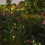 image for A Michigan meadow breathing with fireflies