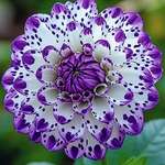image for My dad grew this Dahlia