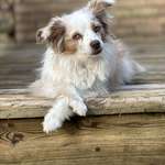 image for Dog