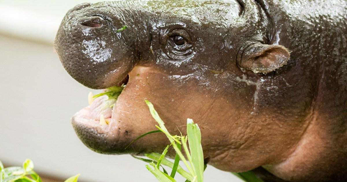 image for Moo Deng, the pygmy hippo sensation, celebrates her first birthday