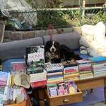 image for The goodest vendor in town