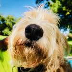 image for Friendly dog that came up to me as I lay in a park in Le Mans, France