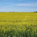 image for Canola blooming in Saskatchewan Canada. Photo by me.
