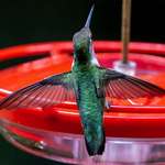 image for Hummingbird shot of the day