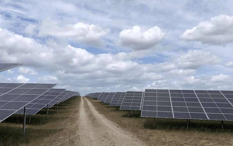 image for Birds thriving, breeding successfully in Germany’s solar parks