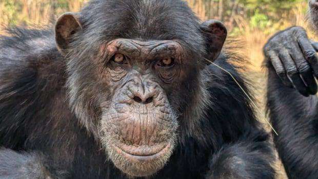image for Chimps are sticking grass and sticks in their butts, seemingly as a fashion trend