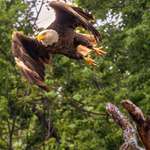 image for I took a photo of an eagle [OC]