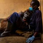 image for Andre Bauma Hugging the Gorilla he Saved when she was a Baby in her last moments.