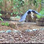 image for Crow Abducting Baby Bunny from Nest