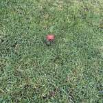 image for [OC] Somebody put a FUCKING Trump sign on my lawn!!! I’m not mad though…