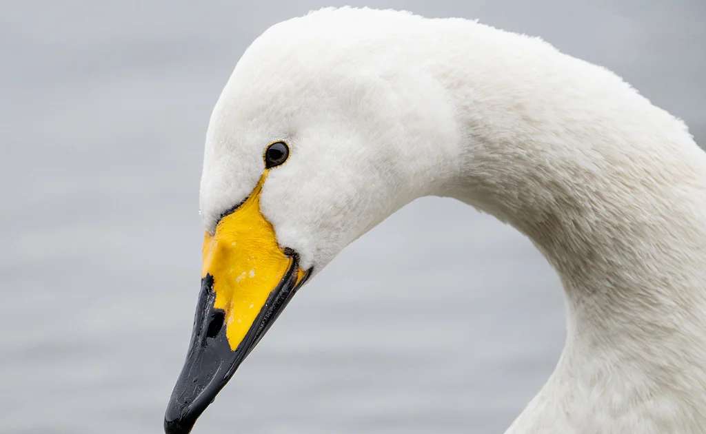 image for UK ban on lead ammunition hailed as major win for wildlife