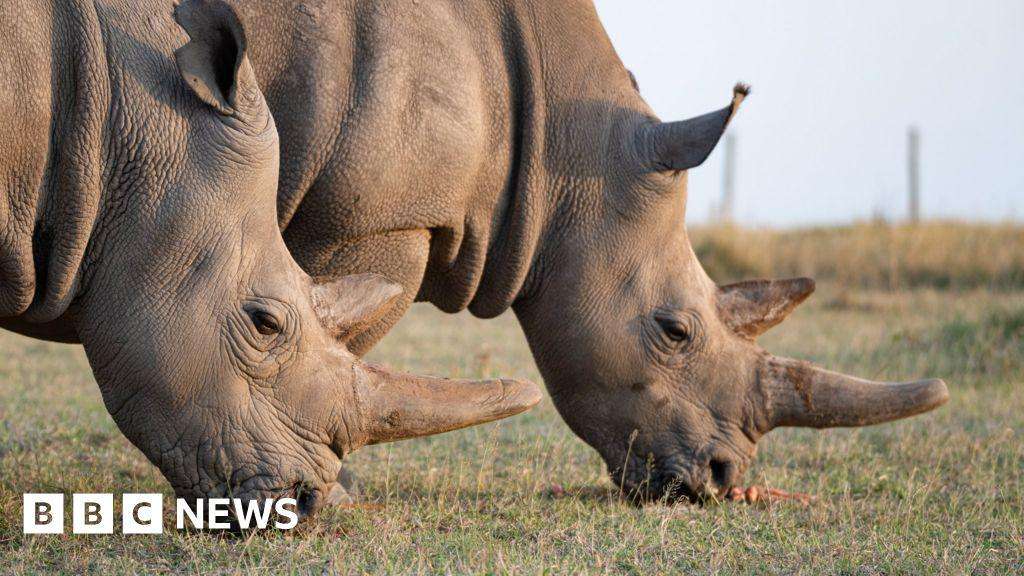 image for World's first IVF rhino pregnancy 'could save species'