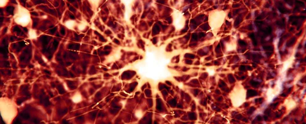 image for Scientists Find 2 Existing Drugs Can Reverse Alzheimer's Brain Damage in Mice