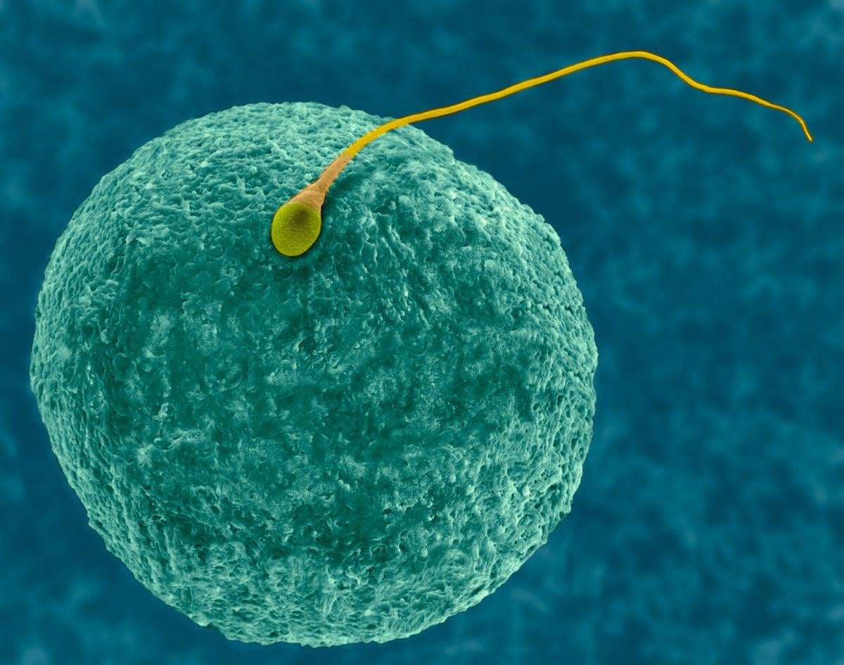image for Male Birth Control Pill YCT-529 Passes Human Safety Test
