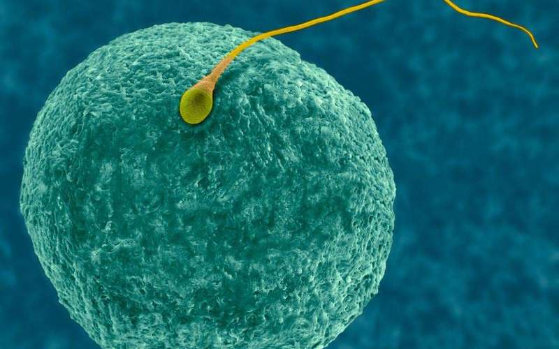 image for Male Birth Control Pill YCT-529 Passes Human Safety Test