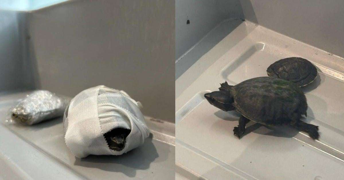 image for Florida woman caught trying to carry turtles through airport security in her bra, TSA says