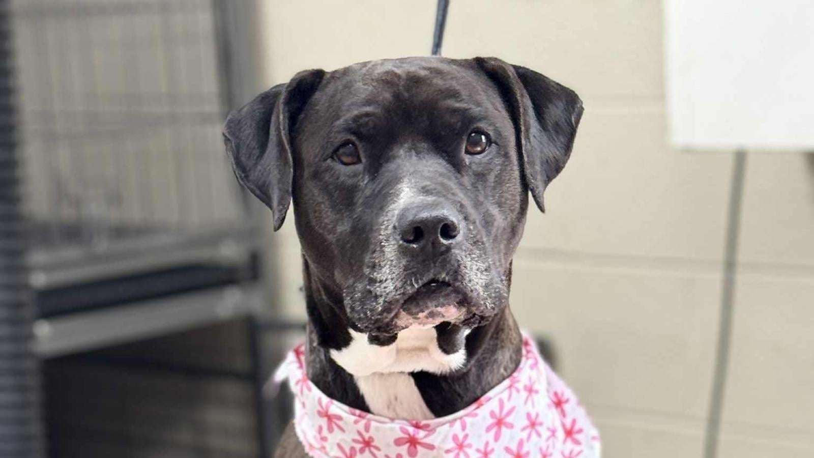 image for Shelter dog credited with recognizing man's seizure gets adopted