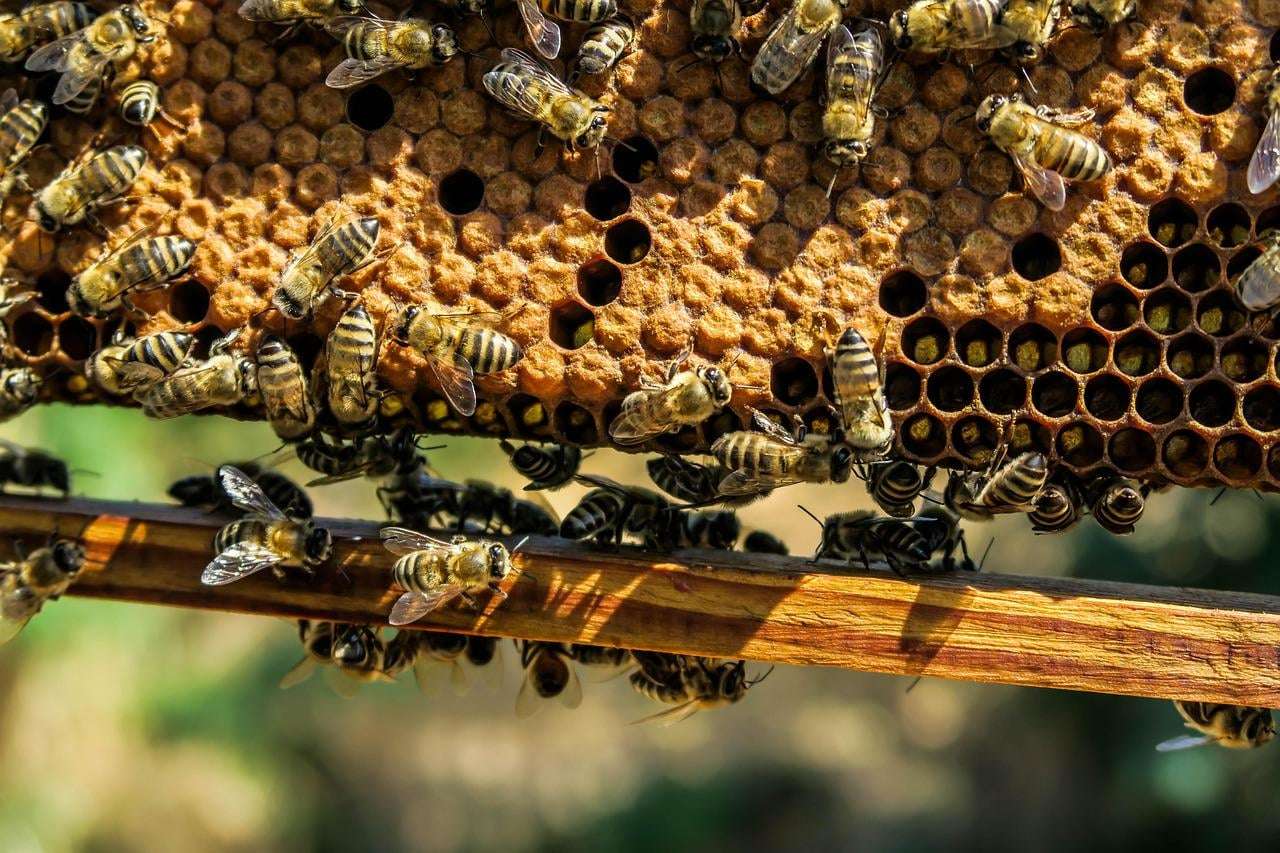 image for How simple bee hotels are helping Australia heal faster