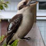 image for Kookaburra came to visit
