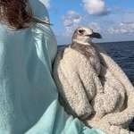 image for The seagull I had to put in bad bird burrito today