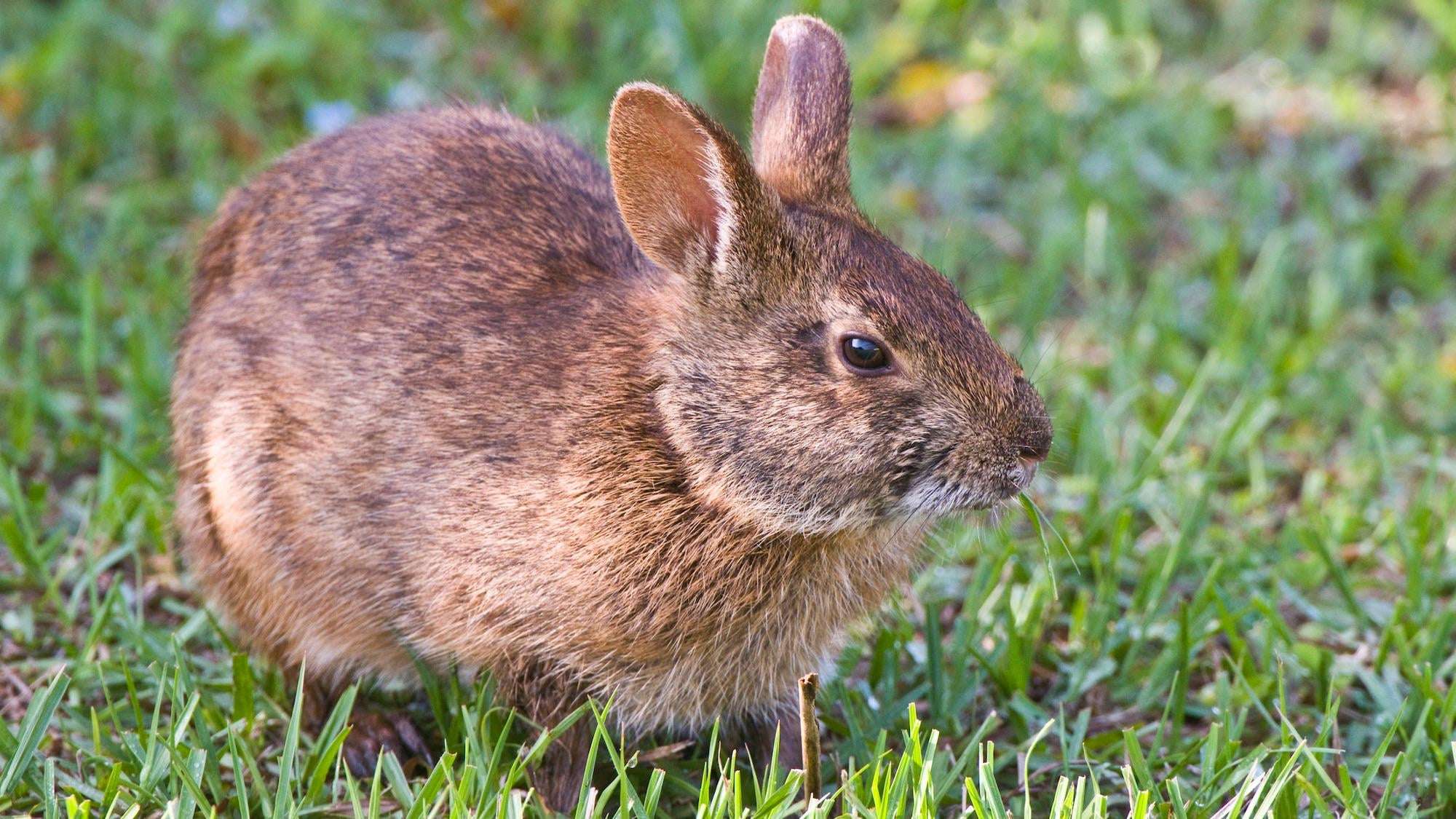 image for Robot bunnies deployed in Florida to fight invasive pythons