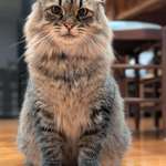 image for My mum's cat