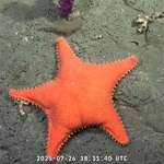 image for Starfish found at the bottom of the Argentinian Sea