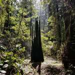 image for A void among the redwoods