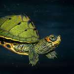 image for Pic of my neighbor's pet tortoise.
