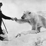 image for Soviet northern explorer Nikolai Machulyak feeds polar bears with condensed milk. Chukchi Sea, 1976
