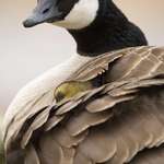 image for OC Mama Goose with hidden baby