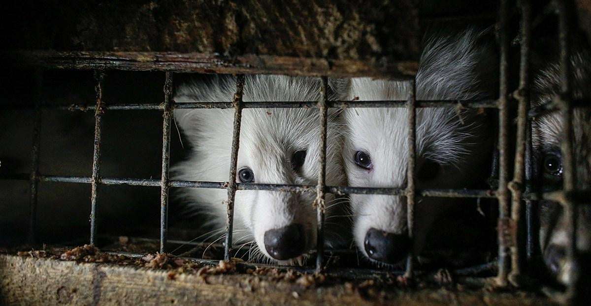 image for Animal activists have saved millions of animals from fur production