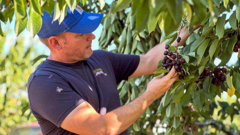 image for Deportation fallout: This farmer lost half his workforce. Now he’s losing his crop too