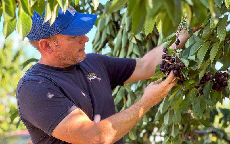 image for Deportation fallout: This farmer lost half his workforce. Now he’s losing his crop too