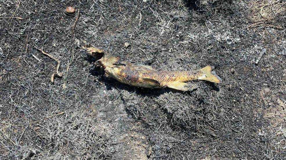image for Fishy business: osprey drops dinner, sparks fire, and leaves Canadian town in the dark