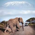 image for The elephant is in Kenya 🇰🇪, the mountain is in Tanzania 🇹🇿.