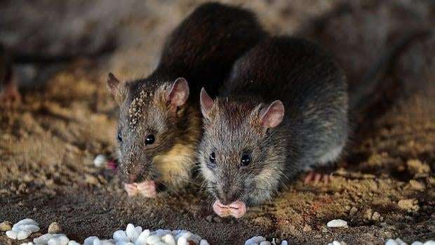 image for Alberta rat control investigating possible rodent sighting in Calgary